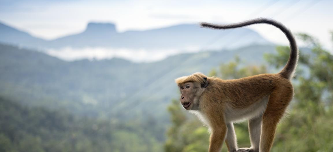 Sri Lanka - aap R.jpg