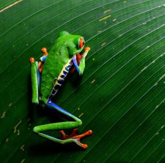 Costa Rica - kikker R.jpg