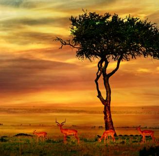 ZA GAME DRIVE (3).jpg