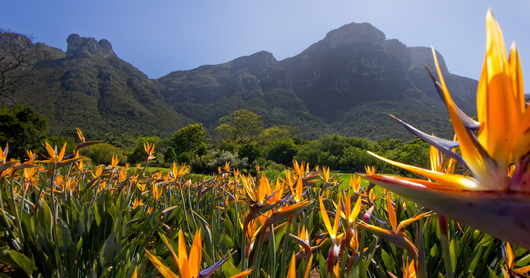 Zuid-Afrika