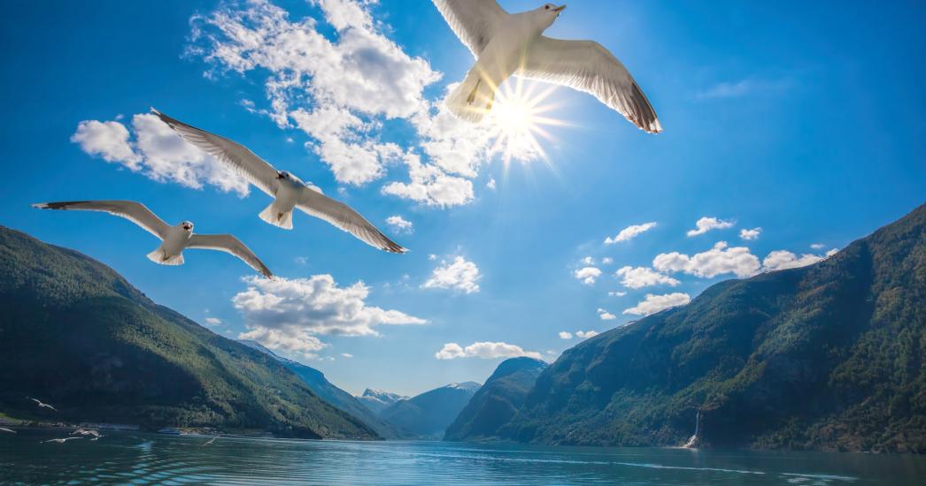 FJORDEN meeuw