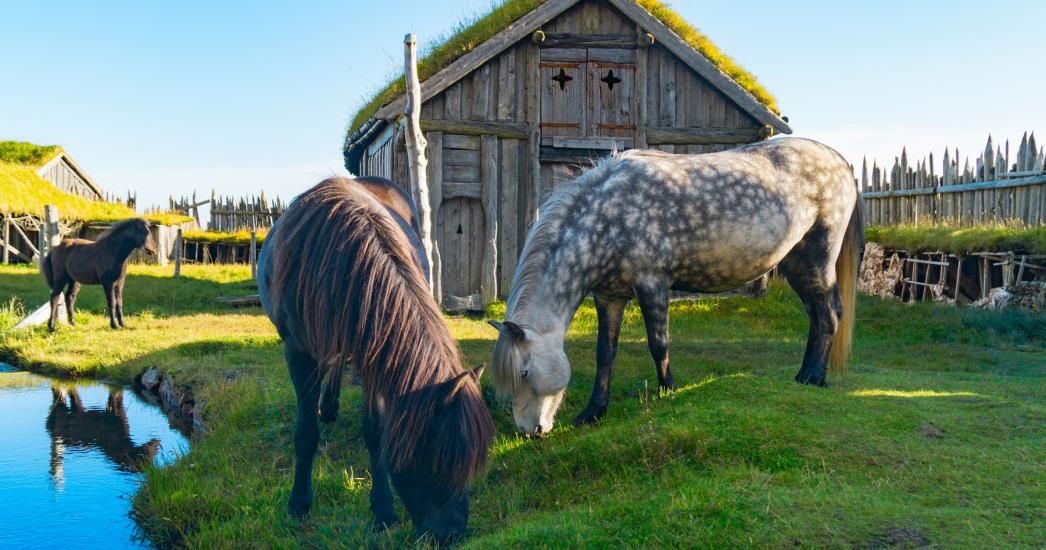 IJSLAND paarden