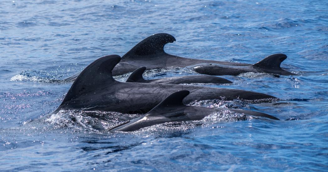 Madeira (20)