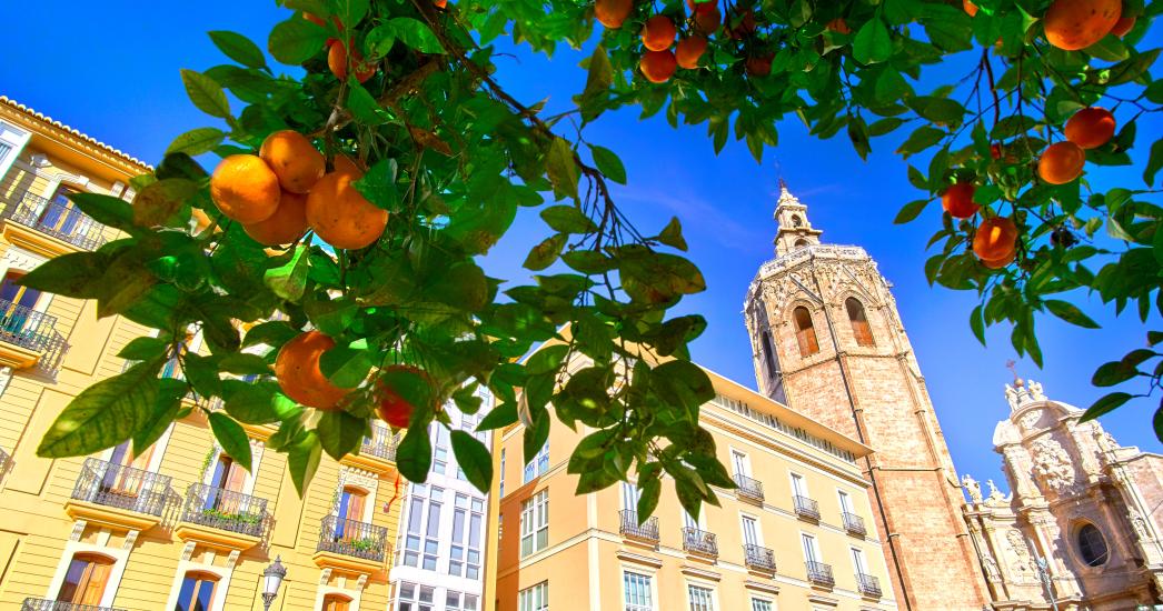 WMZ VALENCIA SINAASAPPEL