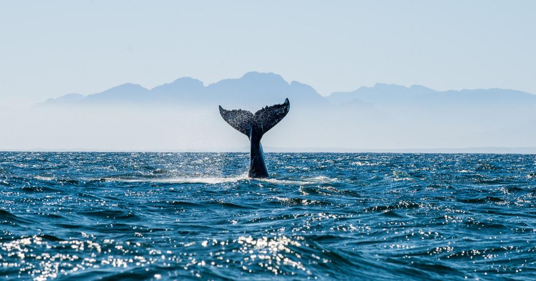 ZA HERMANUS WHALE