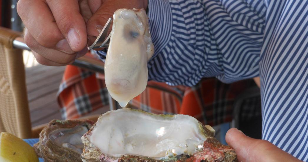 ZA Knysna seafood.