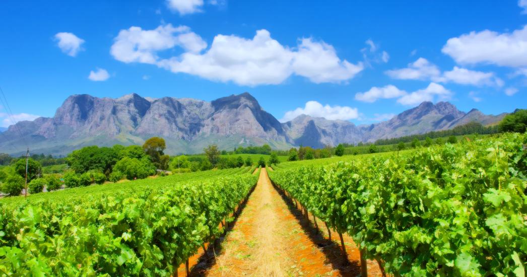 ZA STELLENBOSCH