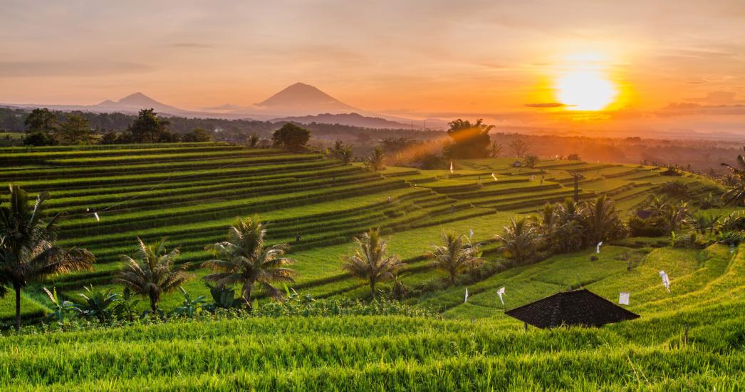 Indonesië Bali rijstterrassen sunset