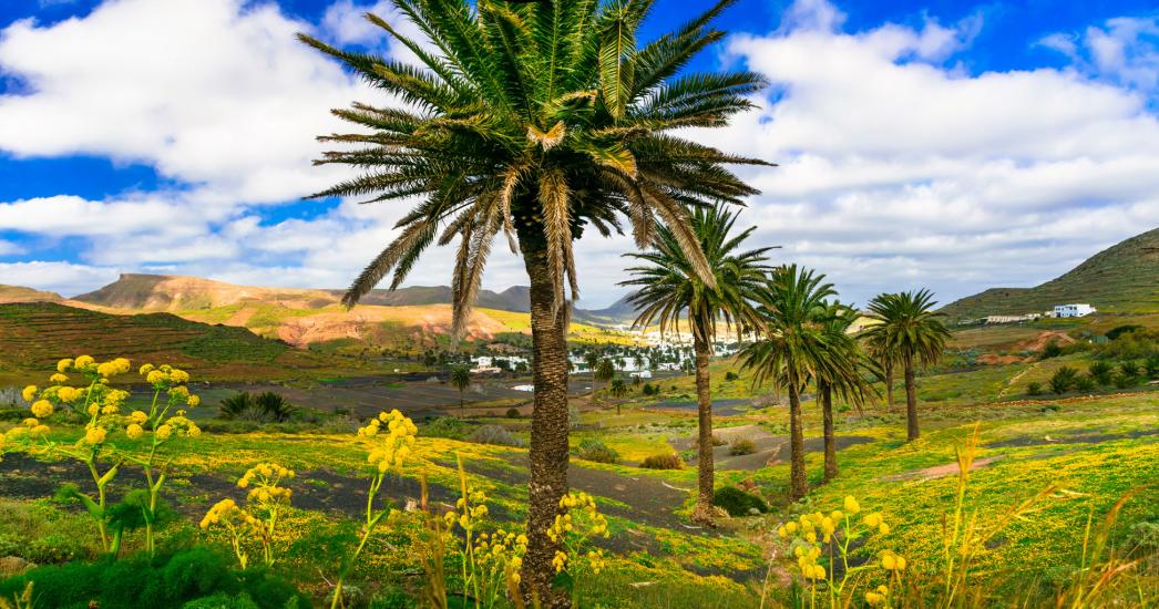 Lanzarote_Haria palmbomen.jpg