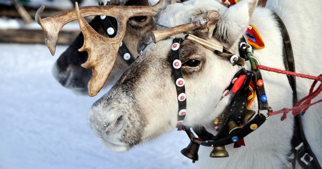 Lapland_rendier close up