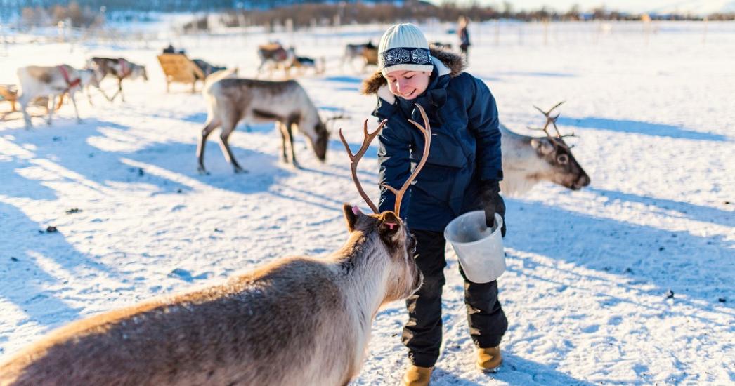 Lapland_Eland