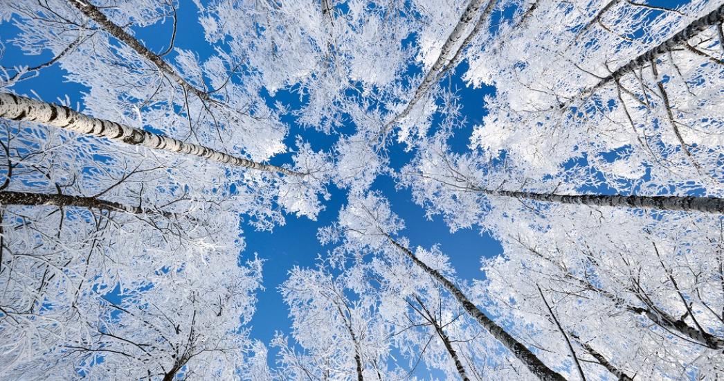lapland_winter
