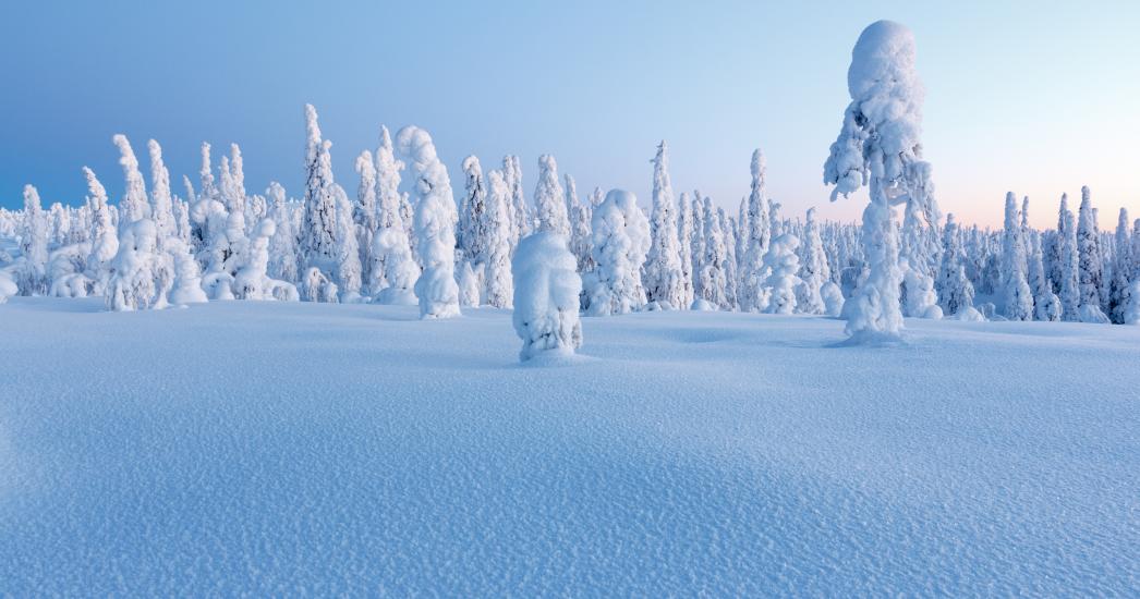 Lapland - Zweden - Bomen