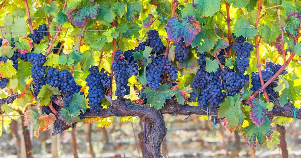 Italië Umbrië Montefalco.jpg