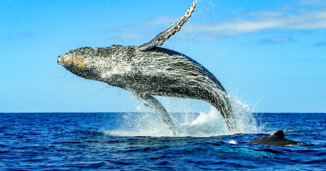 Mexico Cabo San Lucas Walvis