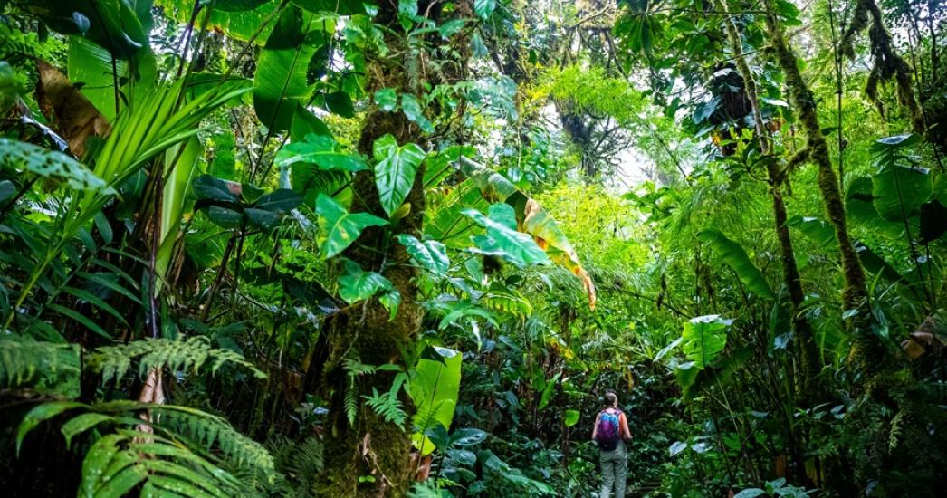 Costa Rica - Monteverde Cloud Forest R.jpg
