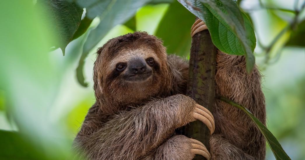 Costa Rica - luiaard 2 R.jpg