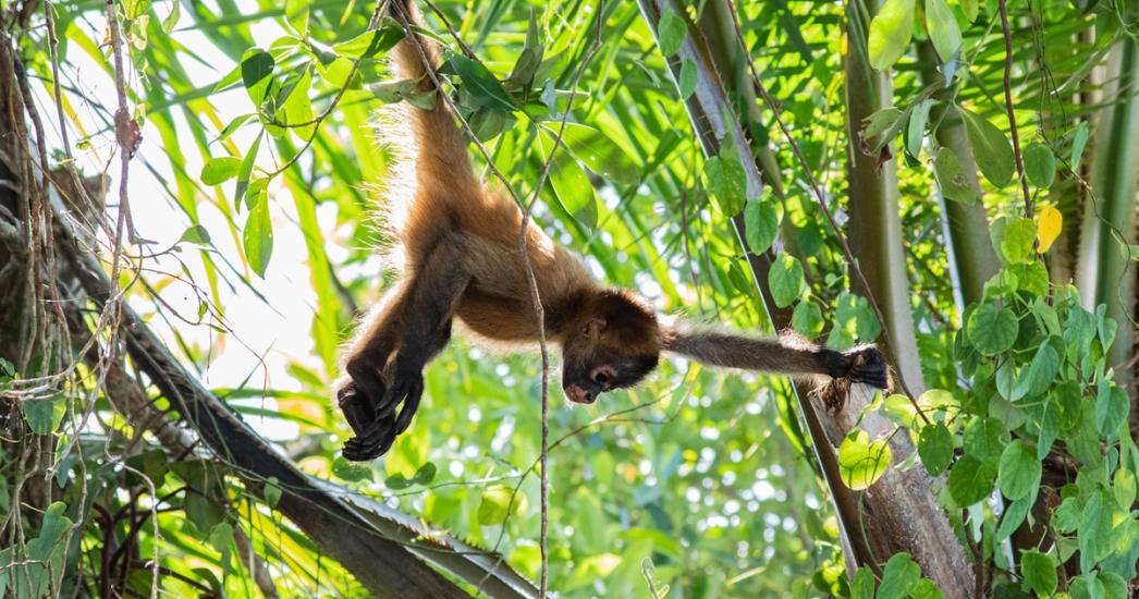 Costa Rica - Tortuguero NP aap