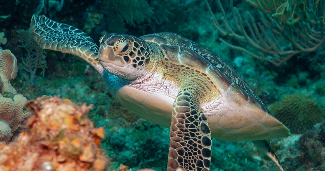 Honduras Roatan schildpad