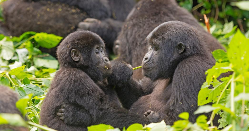 Oeganda Bwindi  (7).jpg