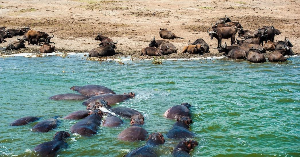 Oeganda Kazinga channel (2).jpg