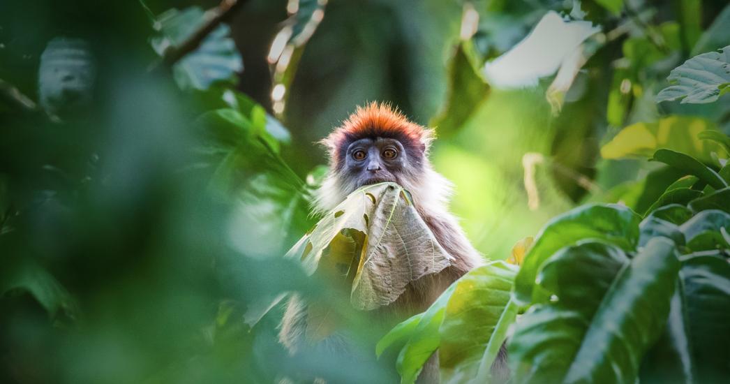 Oeganda Kibale (2).jpg