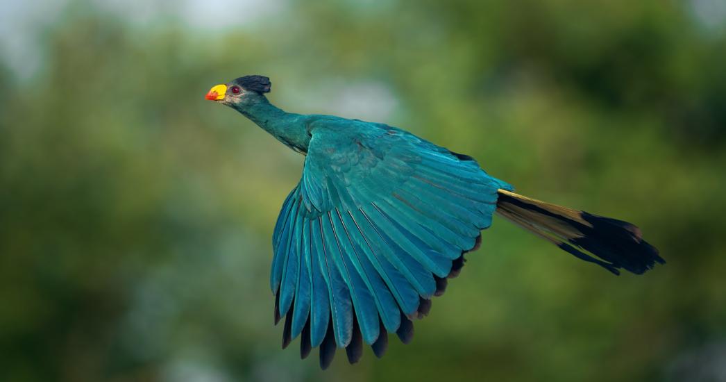 Oeganda Kibale (4).jpg