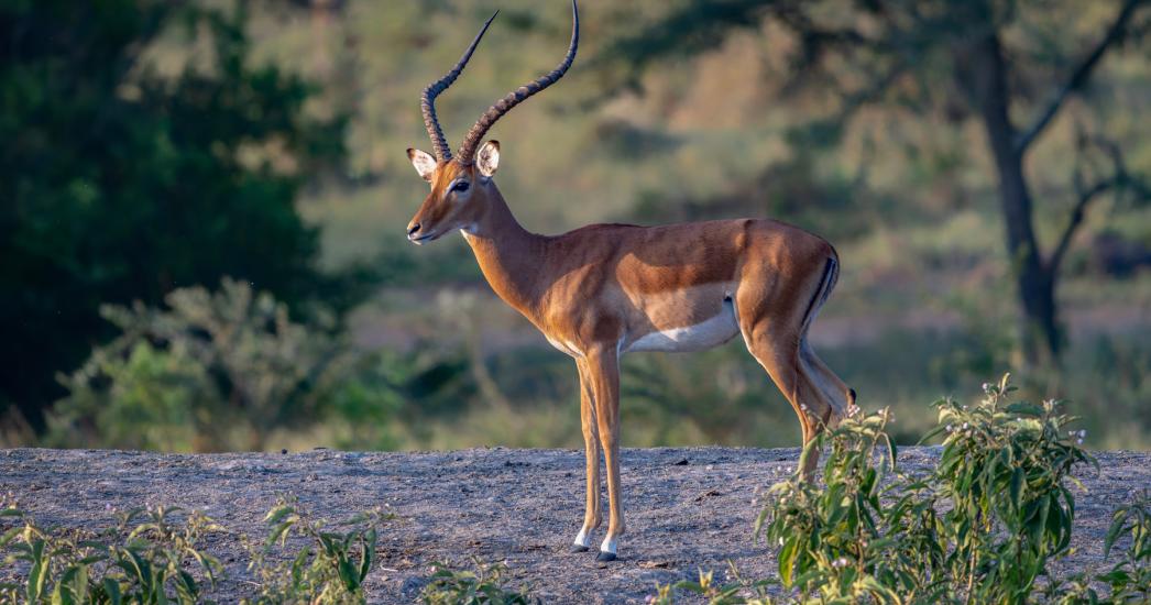 Oeganda Lake Mburo (7).jpg