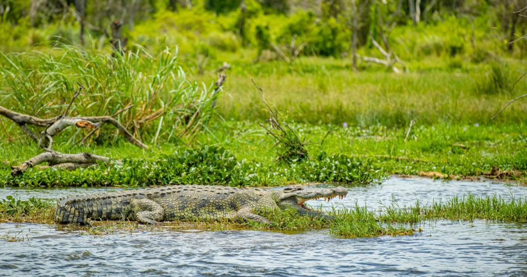 Oeganda Murchison Falls (2).jpg