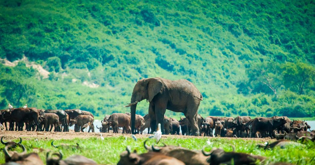 Oeganda Queen Elisabeth Park (2).jpg