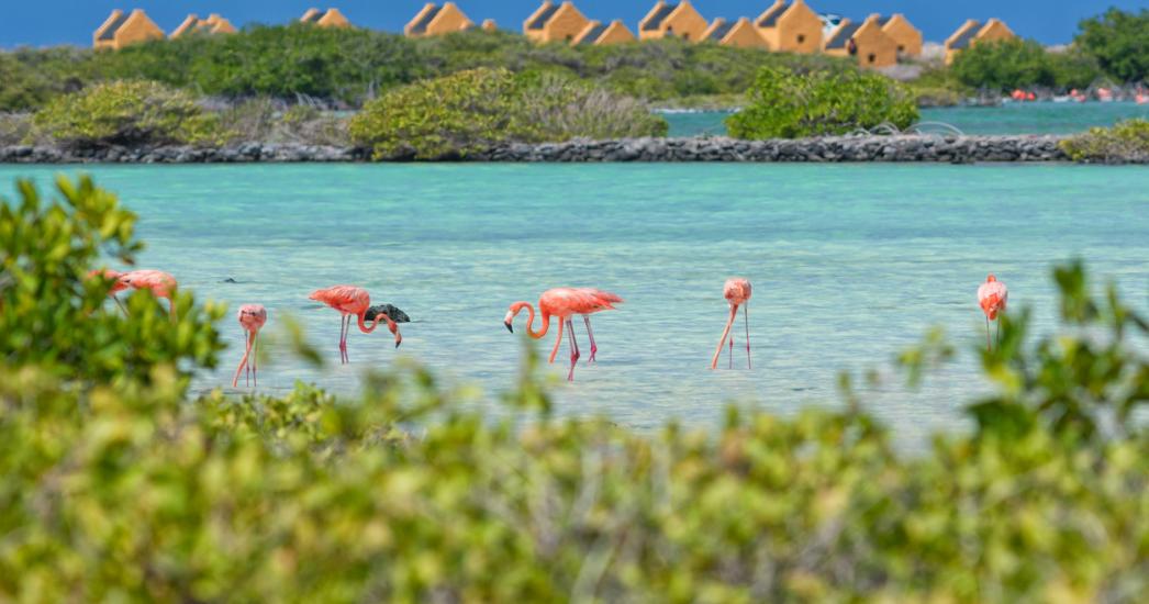 Caraïben Bonaire Kralendijk