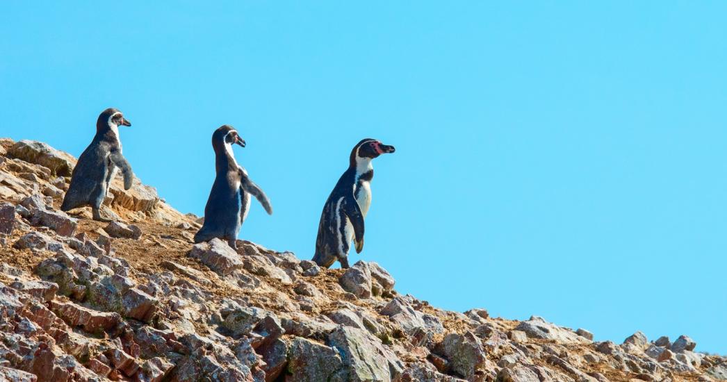 Peru Ballestas Eilanden Humboldt pinguin