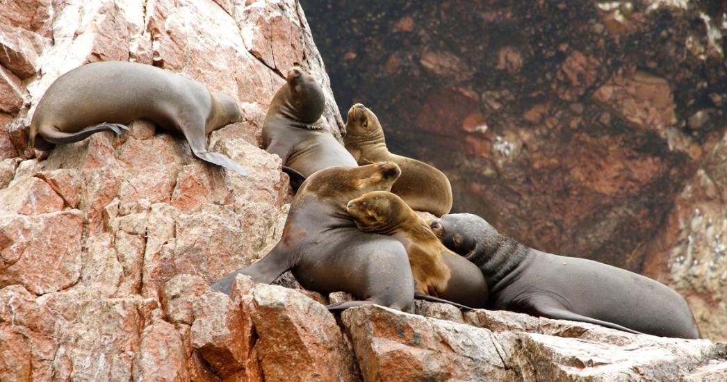 Peru Ballestas Eilanden zeeleeuwen