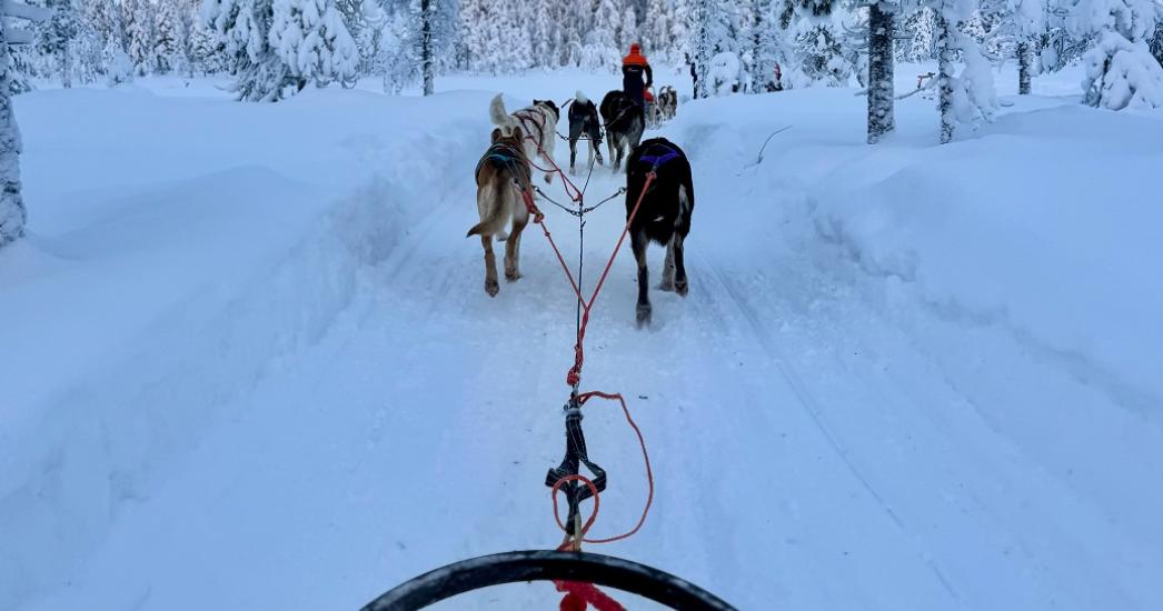 Lapland Shana8.jpg