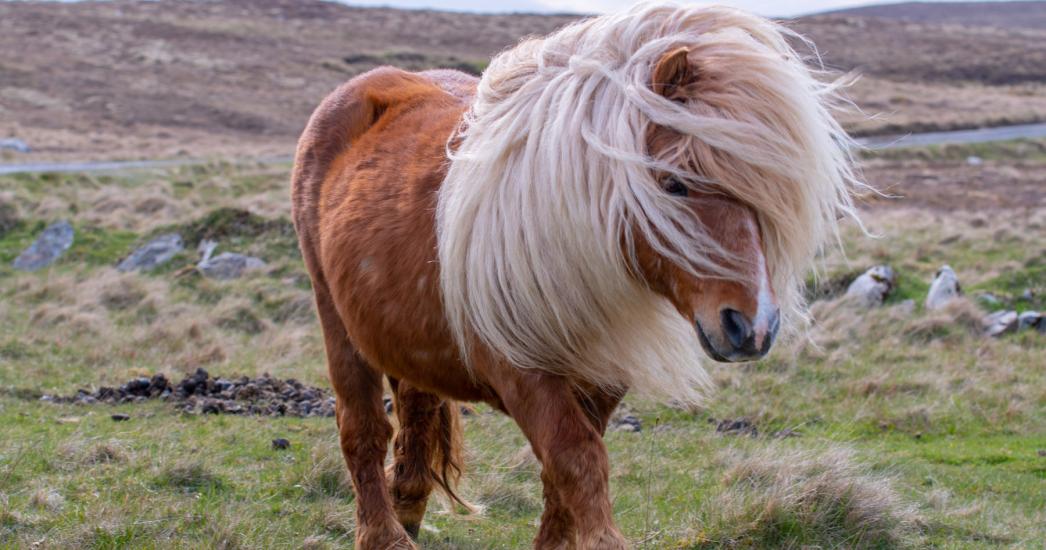 IJSLAND pony.jpg