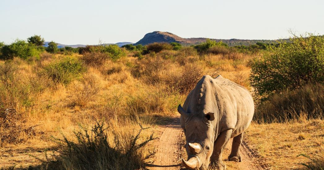 Namibië Rhino tracking