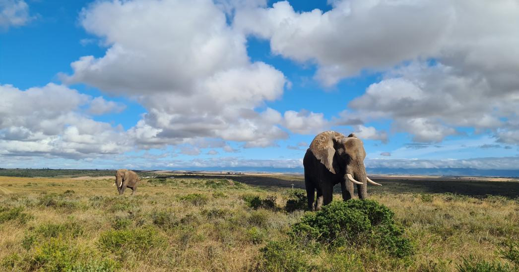 Olifant