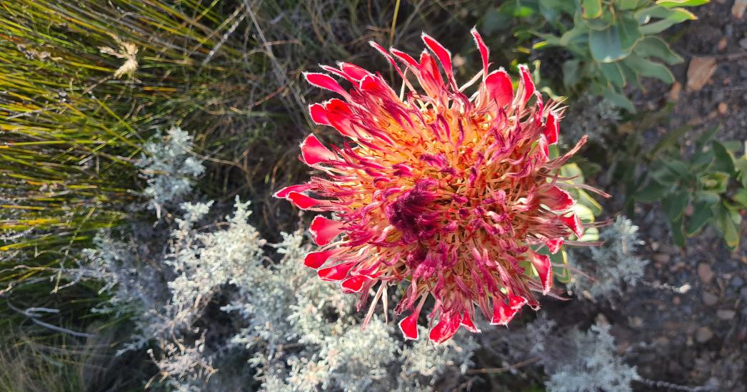 bloem