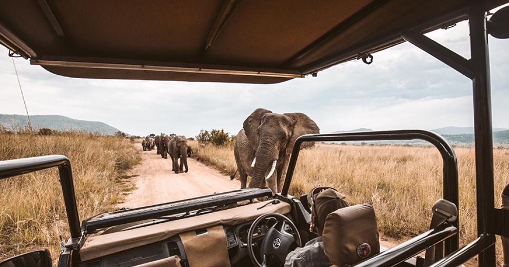 Safari bij olifanten