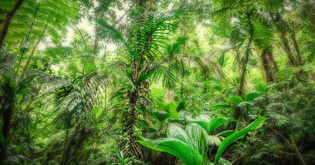 CARAIBEN basseterre jungle.jpg