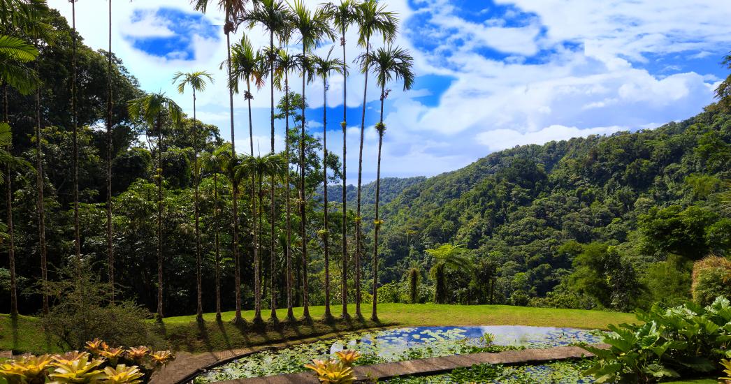 Fort de France botanische tuin 