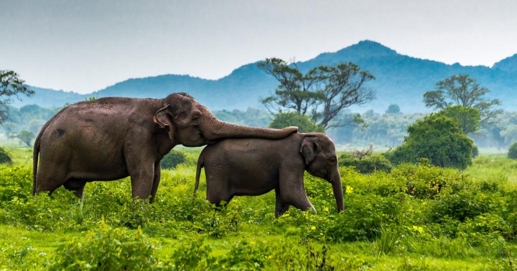 Sri Lanka - Minneriya National park - olifant R.jpg