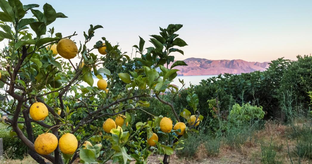 Italië Salina citroenen