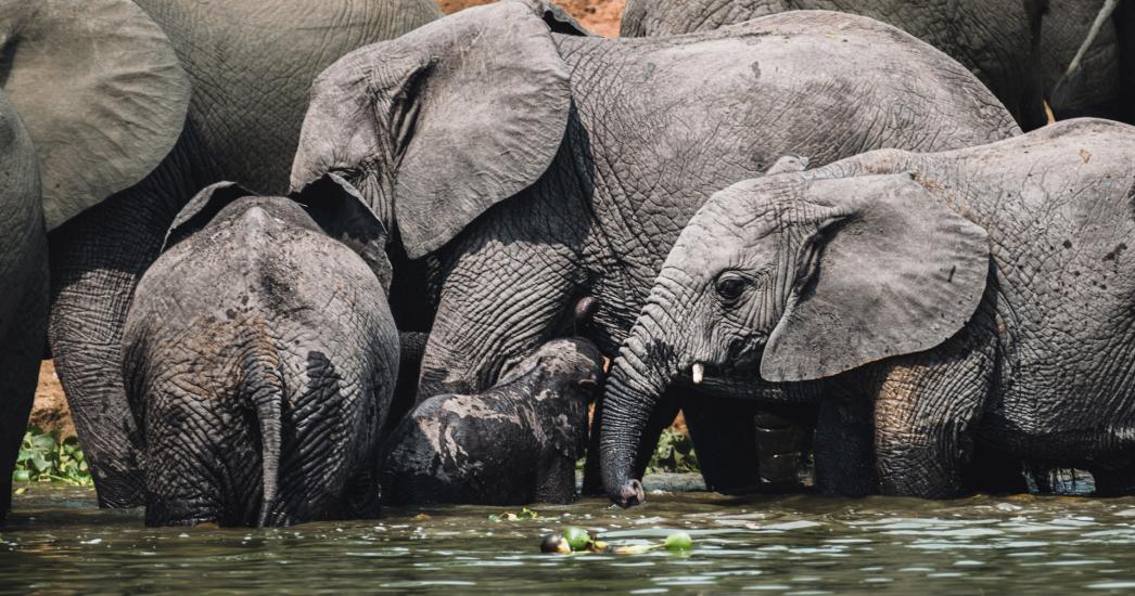 Oeganda Kazinga channel (1).jpg