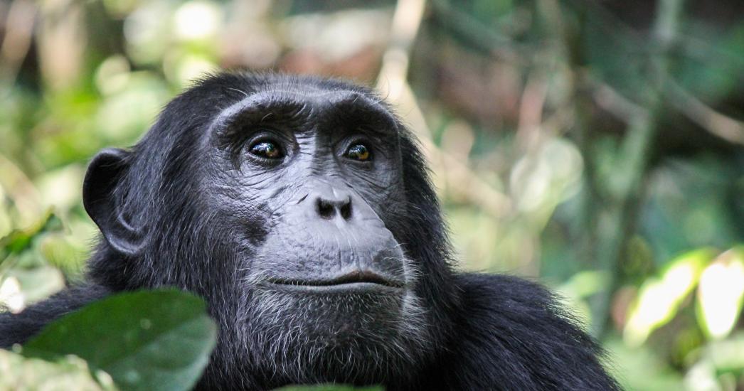 Oeganda Kibale (7).jpg