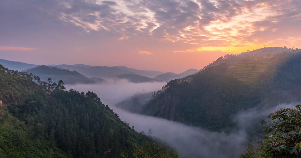 Oeganda Bwindi  (3).jpg