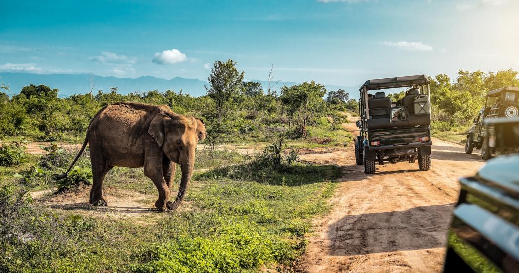 olifant