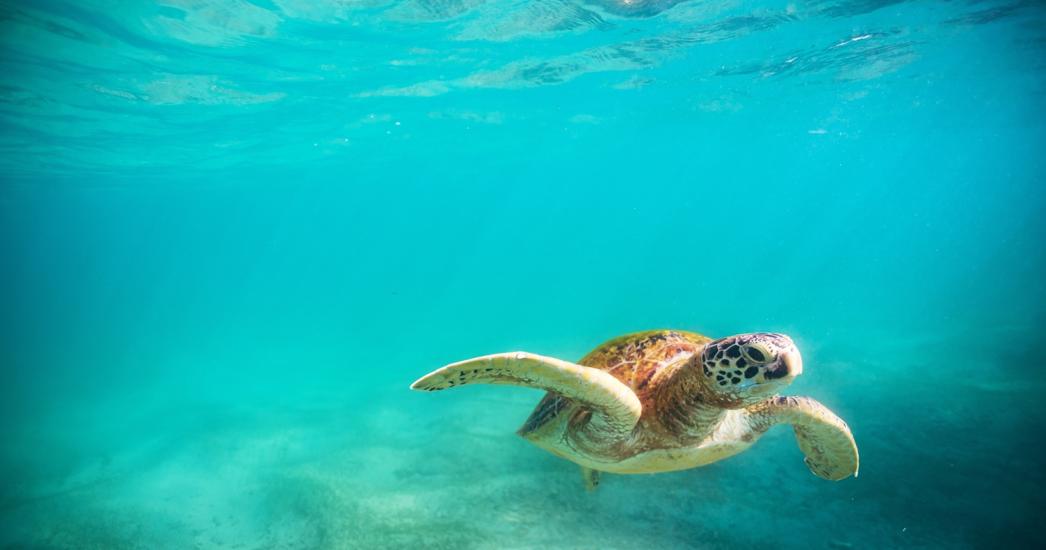 schildpad