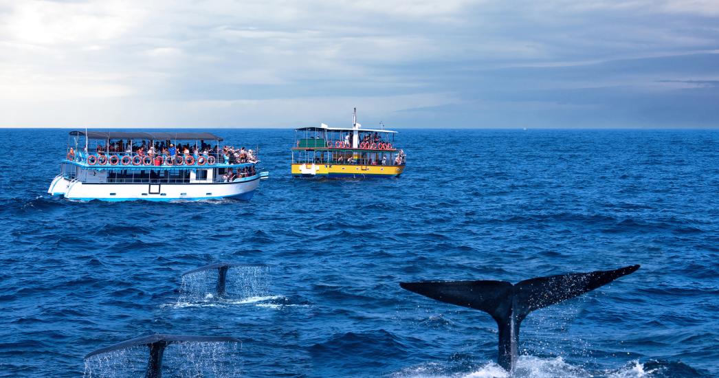 walvis