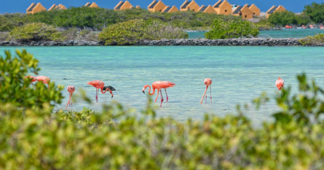 bonaire